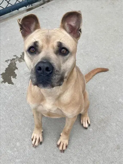 Reeses - Pit Bull Terrier