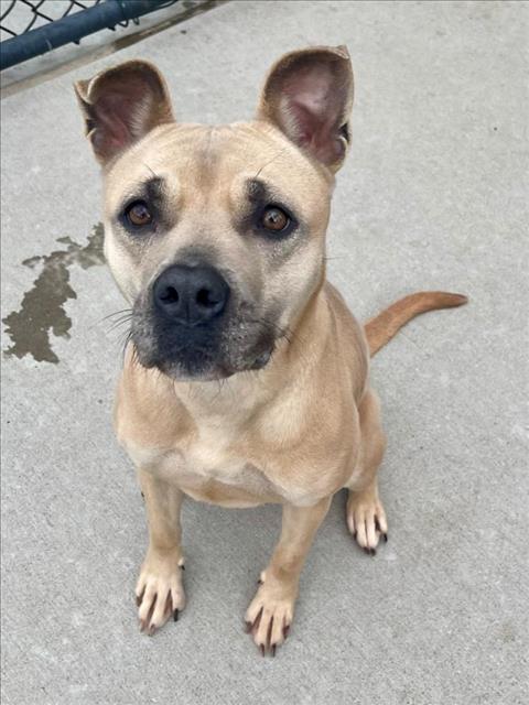 REESES, a dog for adoption from City of Tulsa Animal Welfare