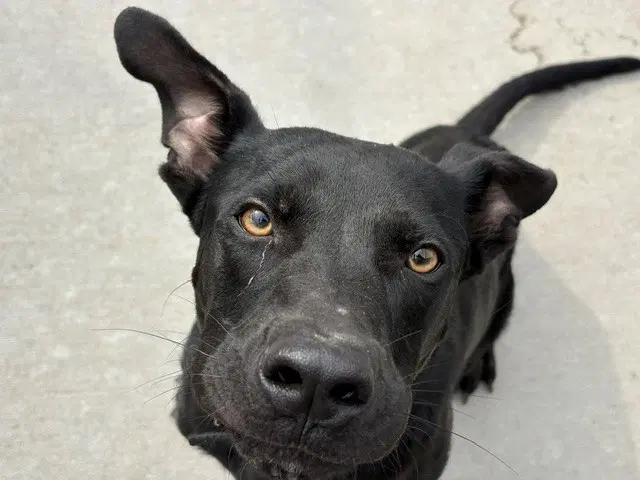 Enzo - Labrador Retriever