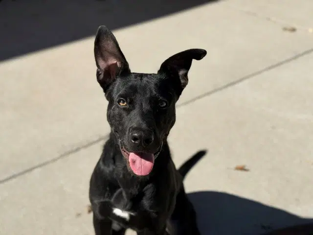Enzo - Labrador Retriever