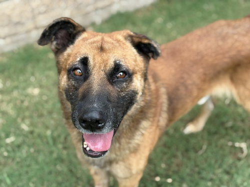 DAGGER, a dog for adoption from City of Tulsa Animal Welfare