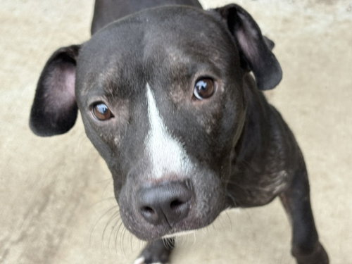 OSCAR, a dog for adoption from City of Tulsa Animal Welfare