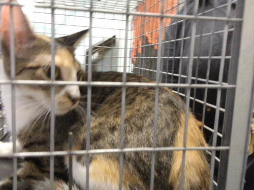 KAT, a cat for adoption from City of Tulsa Animal Welfare