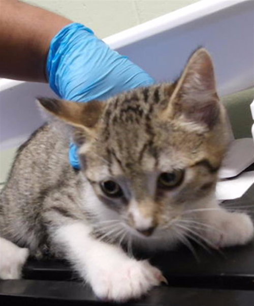 PENNY, a cat for adoption from City of Tulsa Animal Welfare