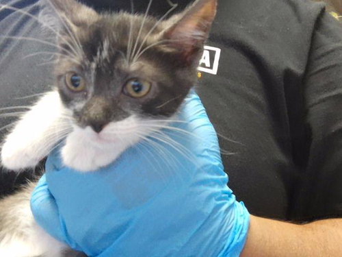 SCARLET, a cat for adoption from City of Tulsa Animal Welfare