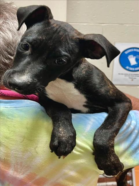 TWILIGHT, a dog for adoption from City of Tulsa Animal Welfare