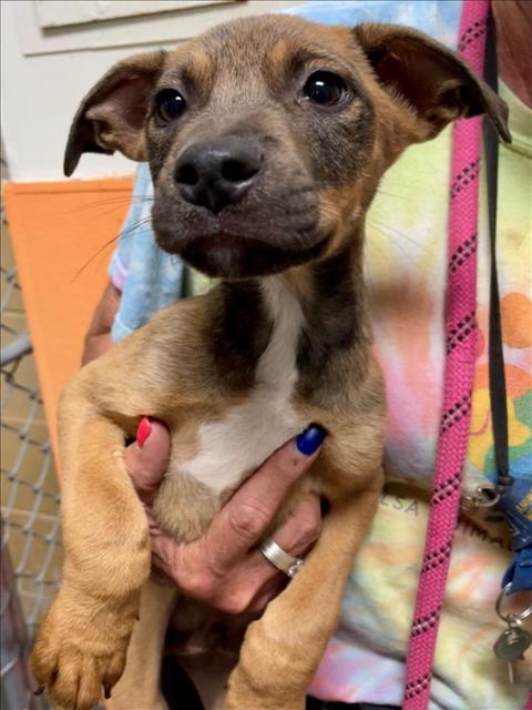 SOLAR, a dog for adoption from City of Tulsa Animal Welfare