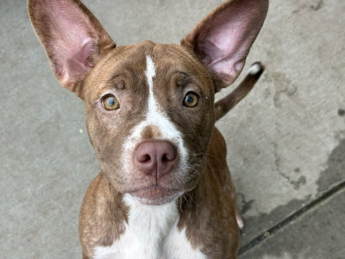 YOGURT, a dog for adoption from City of Tulsa Animal Welfare