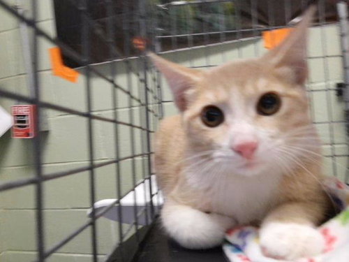 GIN GIN, a cat for adoption from City of Tulsa Animal Welfare
