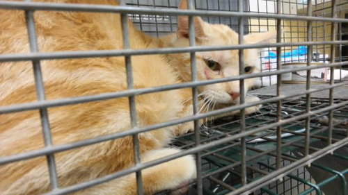 ALDO, a cat for adoption from City of Tulsa Animal Welfare