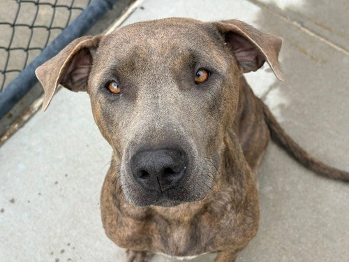 SOJOURNER, a dog for adoption from City of Tulsa Animal Welfare
