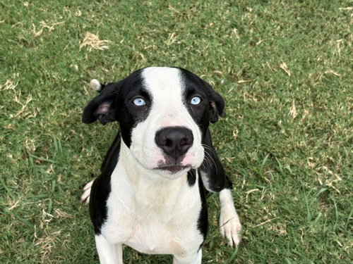 LUFFY, a dog for adoption from City of Tulsa Animal Welfare
