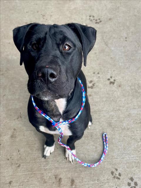 SOCKS, a dog for adoption from City of Tulsa Animal Welfare