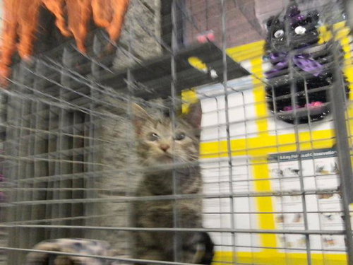 SOPHIE, a cat for adoption from City of Tulsa Animal Welfare