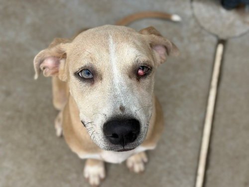 NAMI, a dog for adoption from City of Tulsa Animal Welfare
