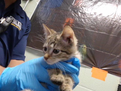 DUSTY, a cat for adoption from City of Tulsa Animal Welfare