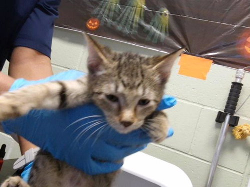 BELLA, a cat for adoption from City of Tulsa Animal Welfare