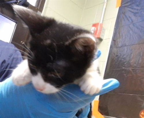 ZOE, a cat for adoption from City of Tulsa Animal Welfare