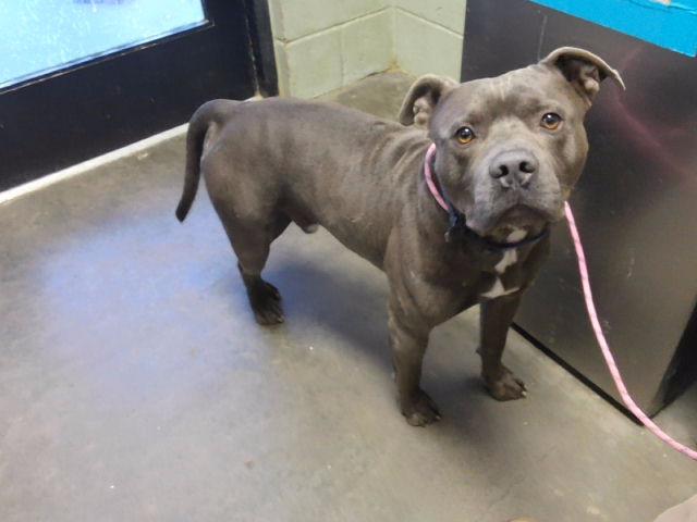 Reggie, Pit Bull Terrier