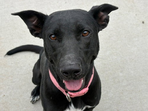 DOVE, a dog for adoption from City of Tulsa Animal Welfare