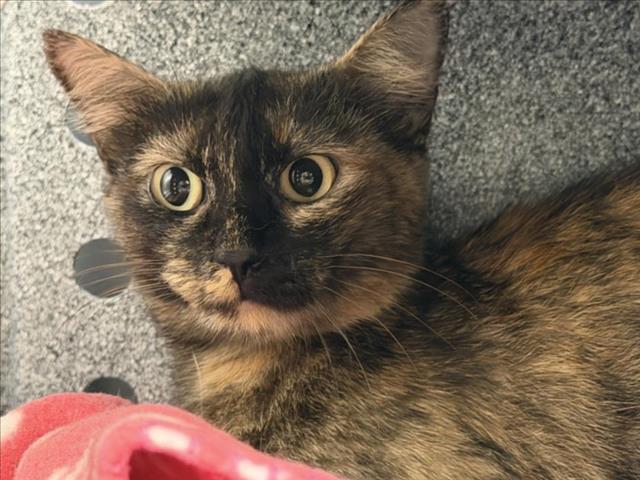 Kyoshy, Domestic Short Hair