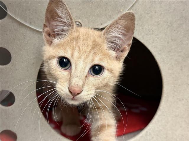 Ragnar, Domestic Short Hair