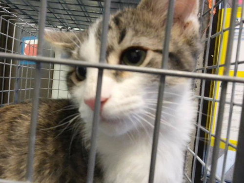 RAVIOLI, a cat for adoption from City of Tulsa Animal Welfare
