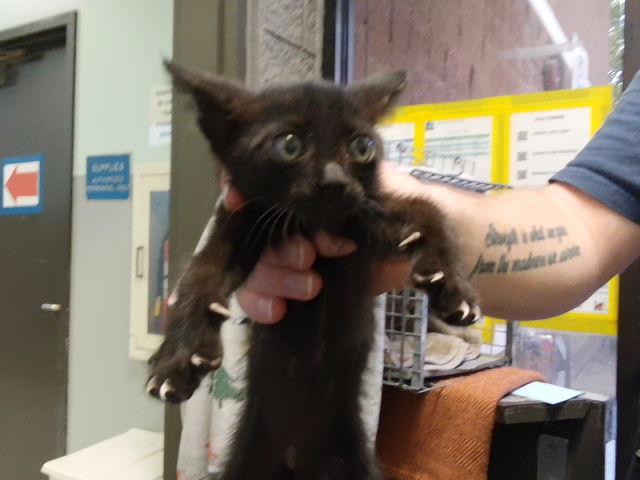Brinks, Domestic Short Hair