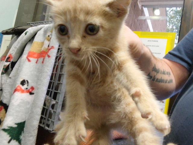 Prinks, Domestic Short Hair