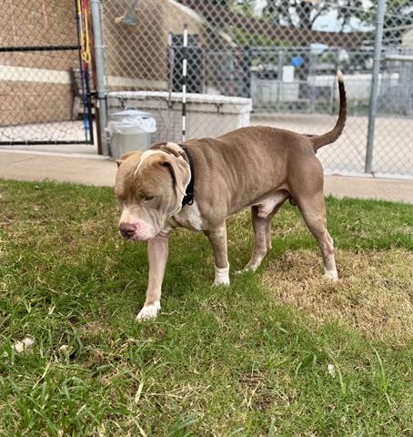 NOAH, a dog for adoption from City of Tulsa Animal Welfare
