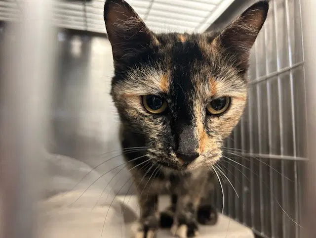 Lucky - Domestic Short Hair