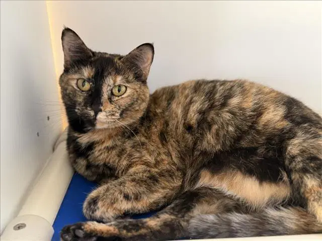 Lucky - Domestic Short Hair