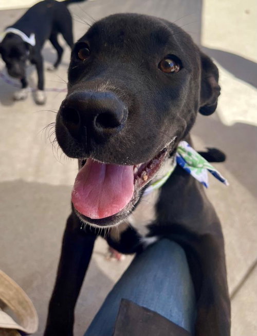 JACK, a dog for adoption from City of Tulsa Animal Welfare