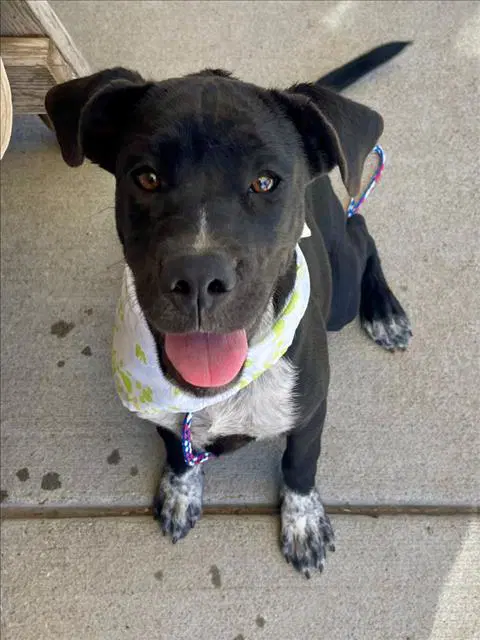 Jill - Labrador Retriever