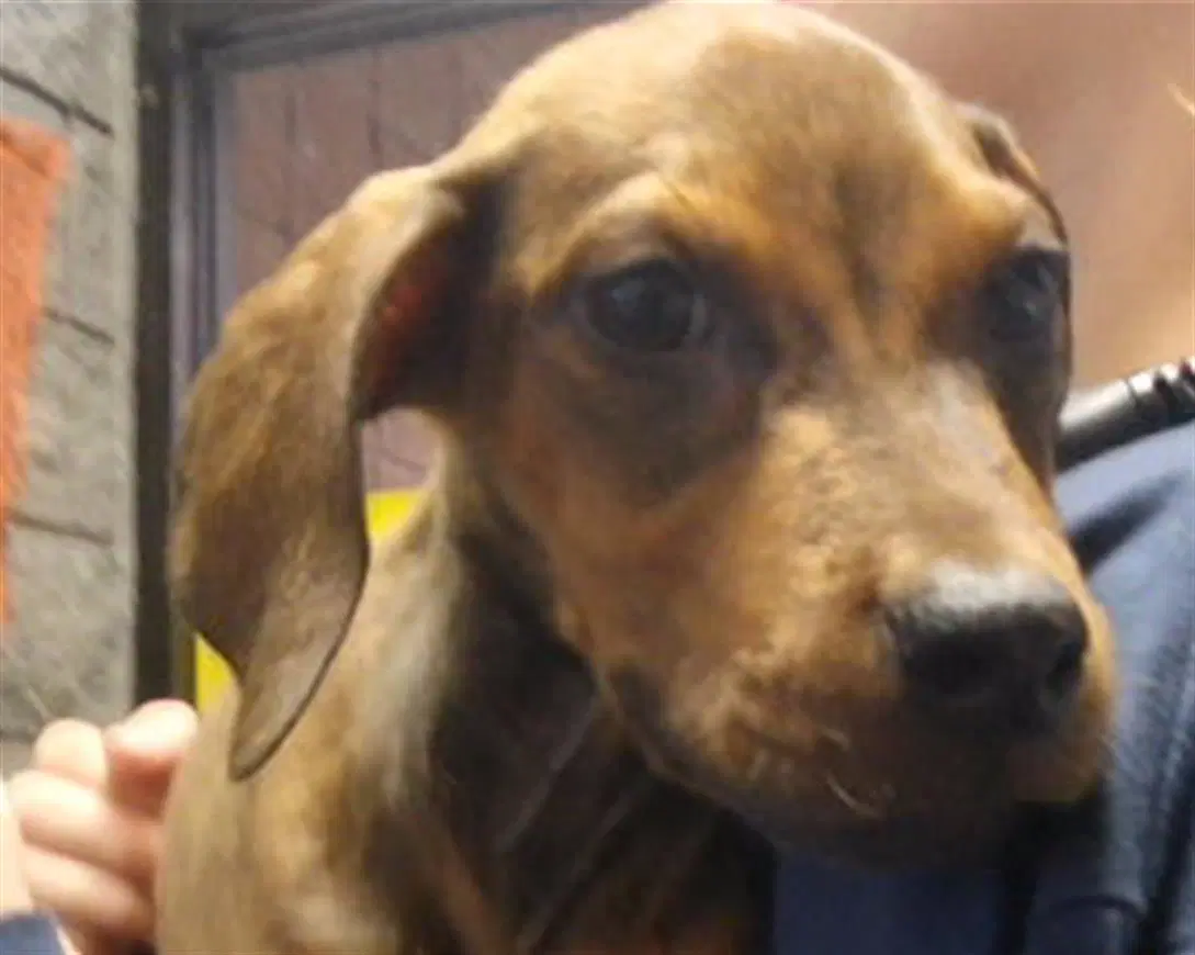 Autsin - Redbone Coonhound