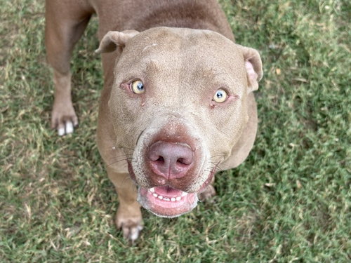 ASHA, a dog for adoption from City of Tulsa Animal Welfare