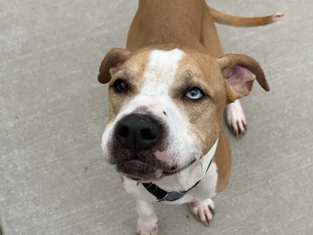 Kilu - Pit Bull Terrier
