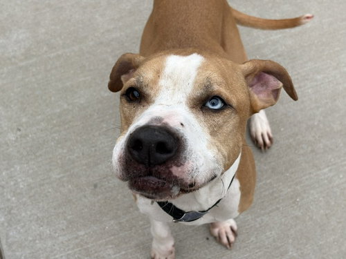 KILU, a dog for adoption from City of Tulsa Animal Welfare