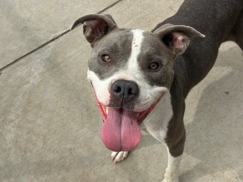 CHEEZ-IT, a dog for adoption from City of Tulsa Animal Welfare