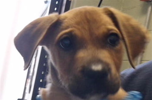 DUKE, a dog for adoption from City of Tulsa Animal Welfare