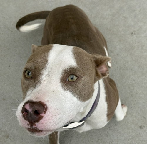 MAE-MAE, a dog for adoption from City of Tulsa Animal Welfare