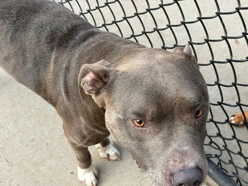 CHOOG, a dog for adoption from City of Tulsa Animal Welfare