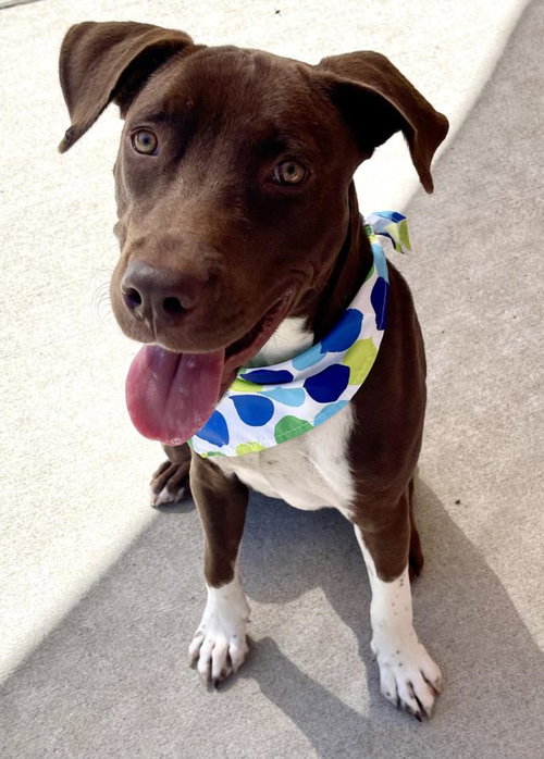 SCOOTER, a dog for adoption from City of Tulsa Animal Welfare