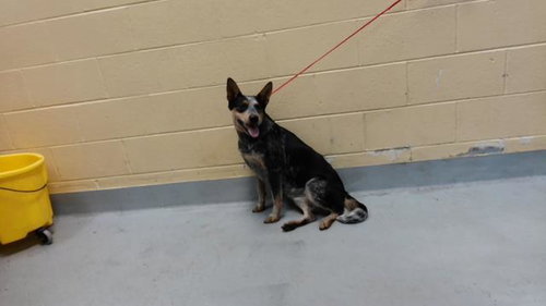 LUCY, a dog for adoption from City of Tulsa Animal Welfare