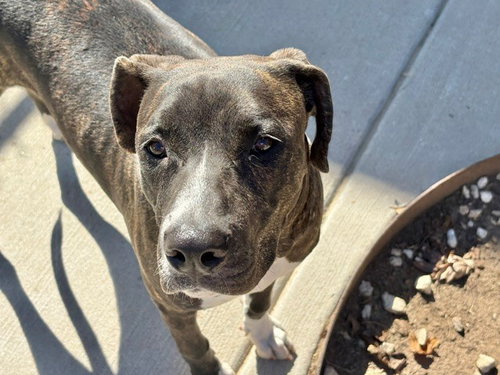 SALLY, a dog for adoption from City of Tulsa Animal Welfare