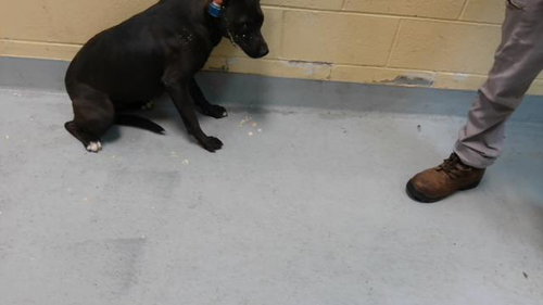 RILEY, a dog for adoption from City of Tulsa Animal Welfare