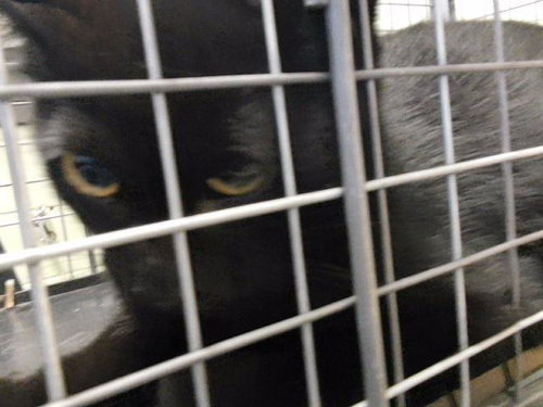 SQUEAKER, a cat for adoption from City of Tulsa Animal Welfare