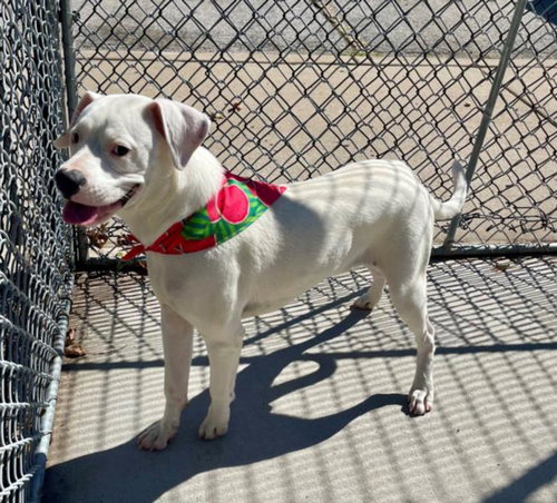ARROW, a dog for adoption from City of Tulsa Animal Welfare