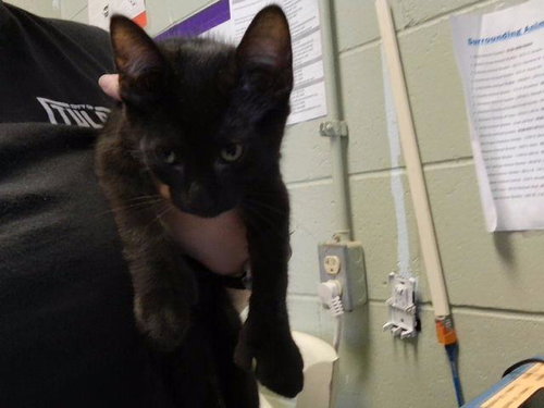 ZURG, a cat for adoption from City of Tulsa Animal Welfare