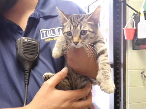 JESSIE, a cat for adoption from City of Tulsa Animal Welfare
